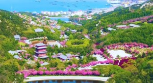 4月20日至5月5日威海赤山景區(qū)邀您共度浪漫櫻花季！