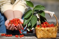 5月18日至6月16日，“櫻桃之約”邀你共赴！